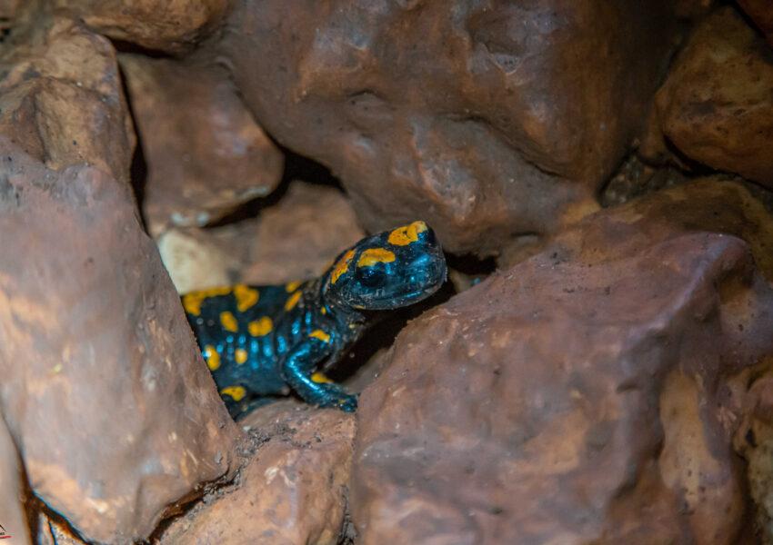 סנפלינג מערת הסלמנדרות מערת זווית טיולי אתגר