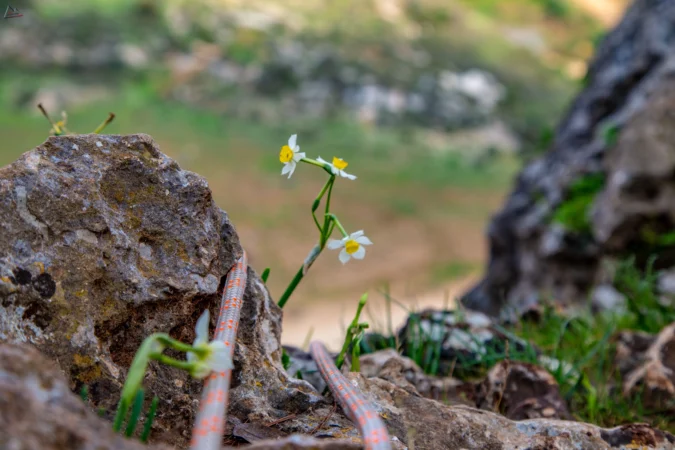 סנפלינג במרכז מצוק שילת עם טיולי אתגר